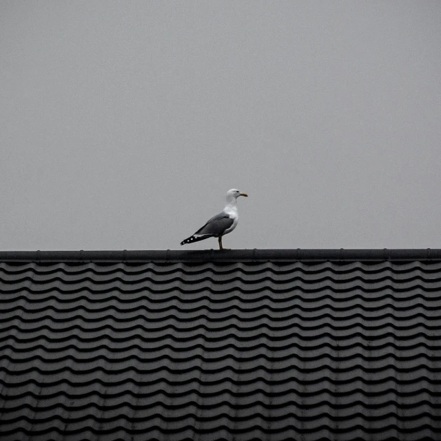 a bird sitting on top of a roof, the sky is gray