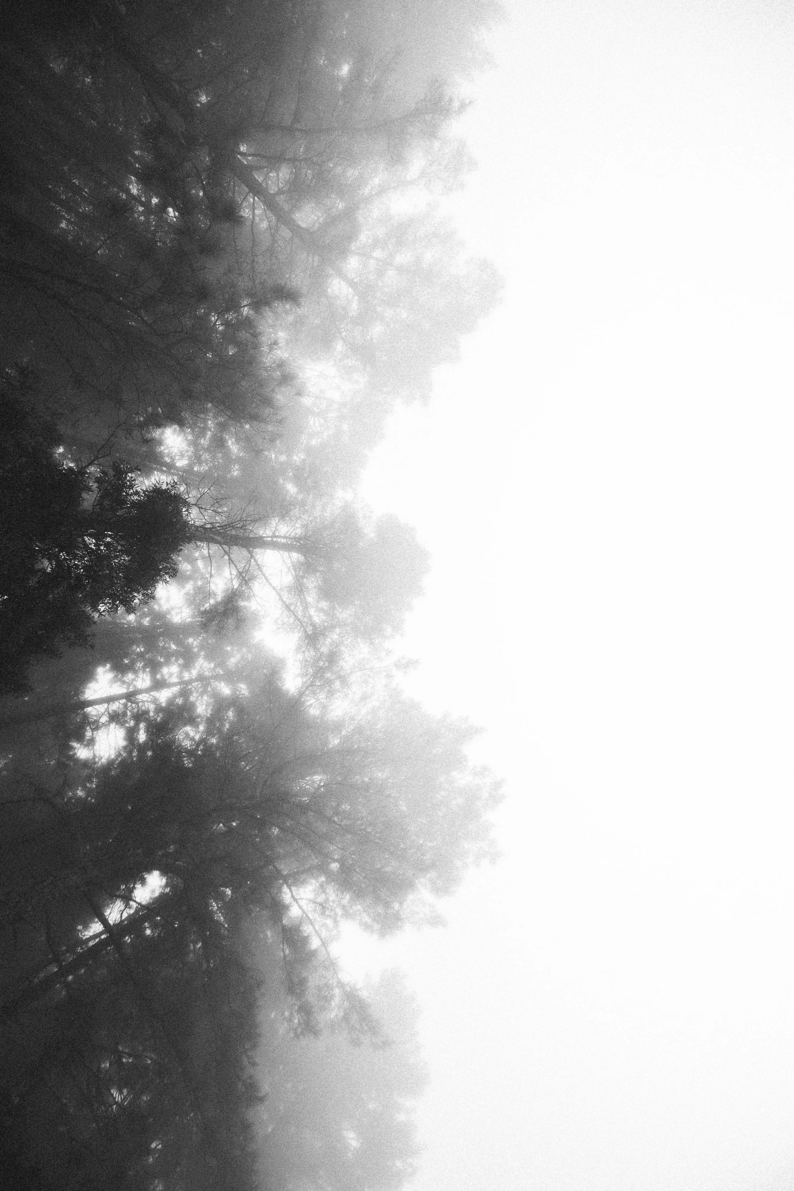 a black and white photo of trees in the fog, unsplash, light and space, looking upwards, ambient occlusion:3, made of mist, view from bottom