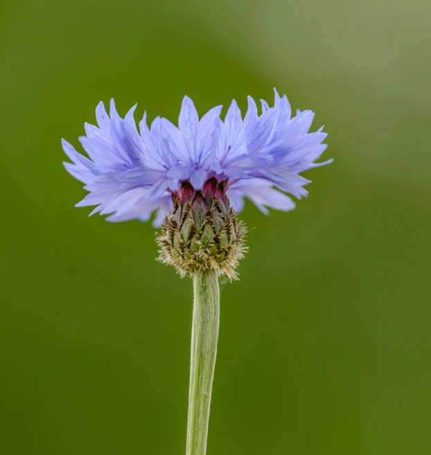 a single blue flower sitting on top of a green field, a macro photograph, by Jan Rustem, pexels contest winner, renaissance, ari aster, medium portrait top light, purple, 15081959 21121991 01012000 4k