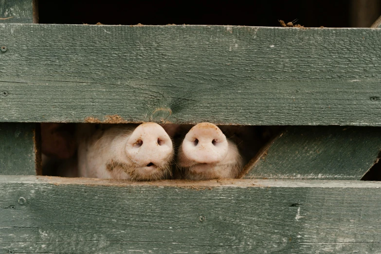 two pigs poking their heads out of a wooden fence, by Jan Tengnagel, trending on pexels, mingei, in a wooden box. top down photo, square nose, pallid skin, a wooden