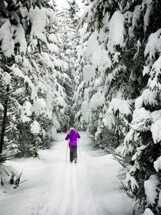 a person riding skis down a snow covered slope, by Anna Haifisch, pexels contest winner, renaissance, long violet and green trees, thumbnail, on forest path, profile image