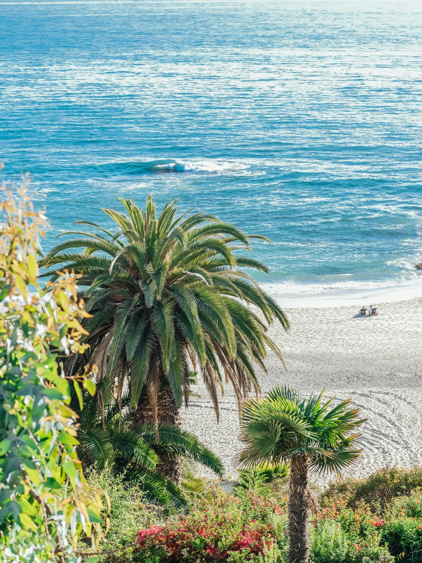 a couple of palm trees sitting on top of a lush green hillside, by Terese Nielsen, pexels contest winner, overlooking the beach, sparkling in the sunlight, flatlay, chile