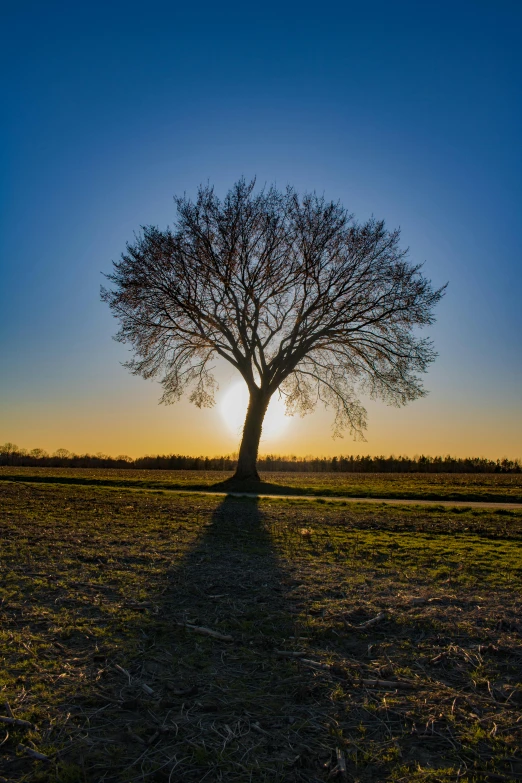 a lone tree in the middle of a field at sunset, today's featured photography 4k, strong shadow, no cropping, wideangle