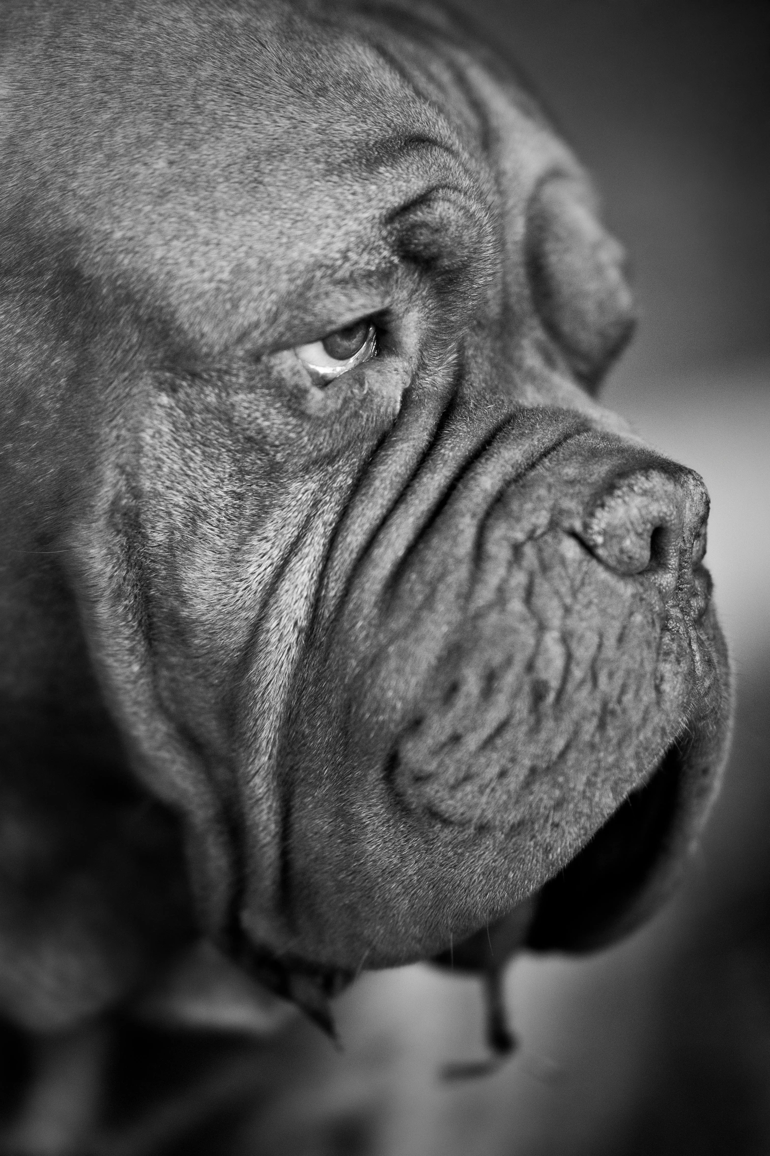 a black and white photo of a dog, by Adam Marczyński, photorealism, wrinkly, beefy, ..', chozo