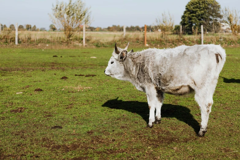 a white cow standing on top of a lush green field, unsplash, mingei, muddy ground, background image, donkey, high-quality photo