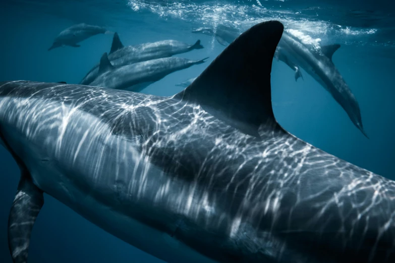 a couple of dolphins swimming next to each other, a portrait, by Adam Marczyński, pexels contest winner, megalodon, a group photo of a seal, sony world photography awards, a portal to the depths