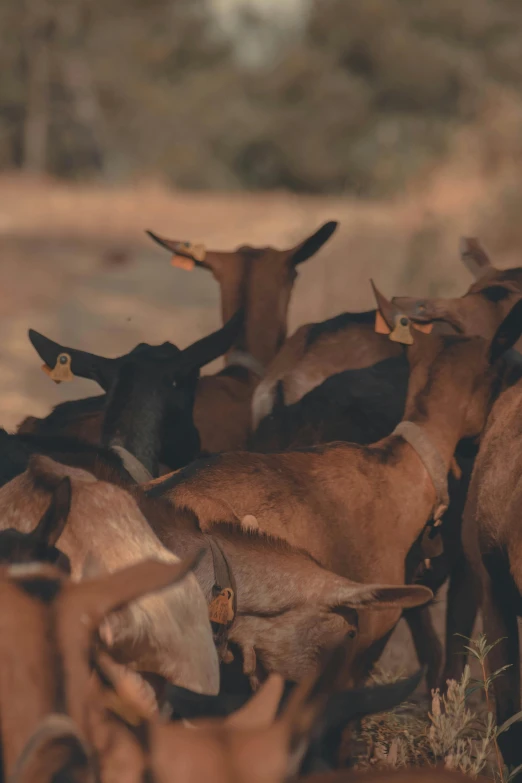 a herd of goats standing on top of a dry grass covered field, trending on unsplash, zoomed in shots, in liquid, digital image, ready to eat