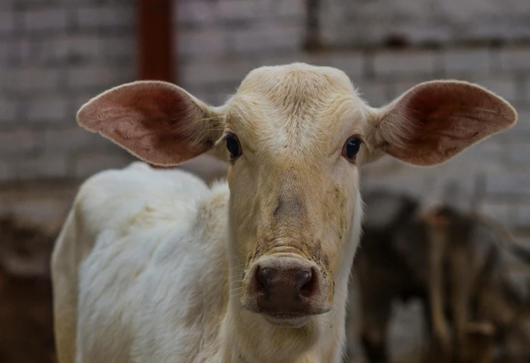 a white cow standing next to a pile of wood, pexels contest winner, renaissance, large ears, india, front face, square nose