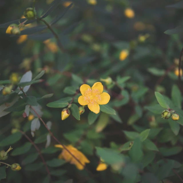 a yellow flower sitting on top of a lush green field, inspired by Elsa Bleda, unsplash, minimalism, the yellow creeper, high angle close up shot, on a dark background, instagram picture