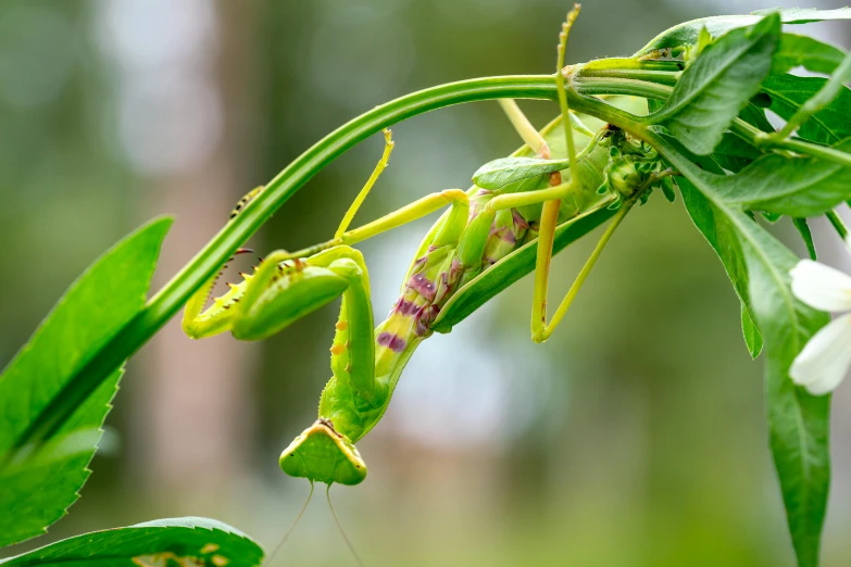 a close up of a praying mantisce on a plant, by Jan Tengnagel, trending on pexels, mantis, green legs, having a snack, male and female