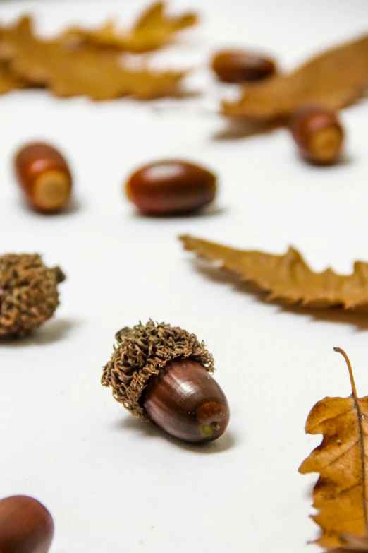 a close up of acorns and leaves on a table, model photograph, set against a white background, slide show, snacks