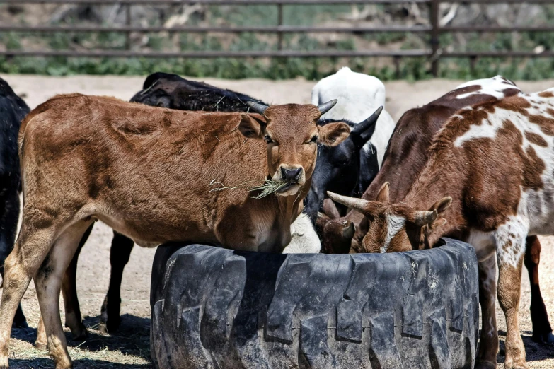 a herd of cattle standing on top of a dirt field, paws on wheel, in an arena pit, eating, zoo photography