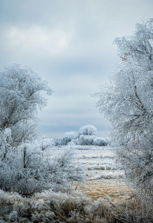 a couple of trees that are standing in the snow, unsplash contest winner, ice gate, midwest countryside, wearing ice crystals, high resolution photo