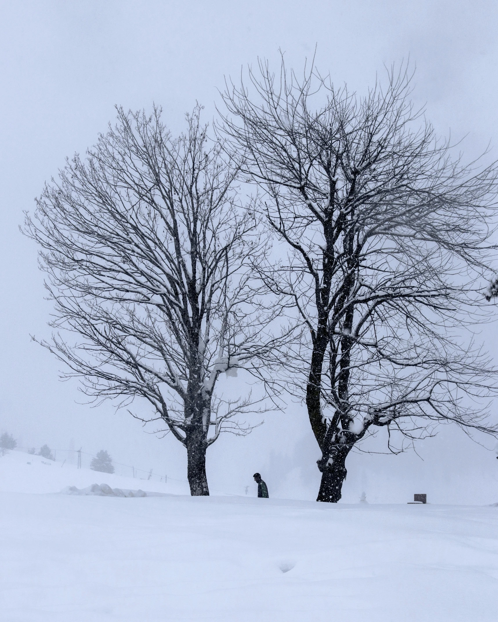 a man riding a snowboard down a snow covered slope, by Lucia Peka, pexels contest winner, romanticism, ((trees)), lonely tree, wolf in a snowfield, background image