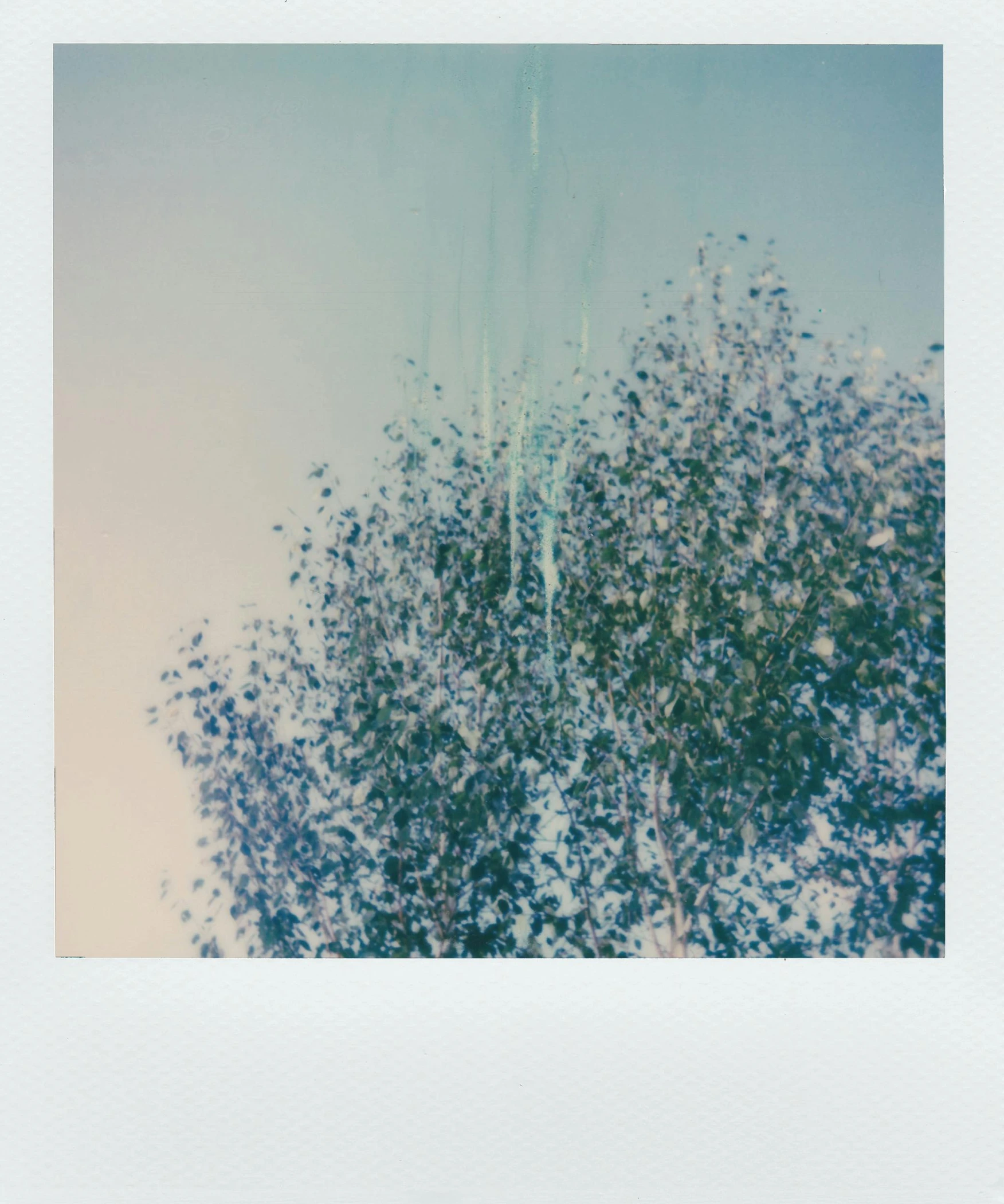 a polaroid picture of a tree against a blue sky, inspired by Elsa Bleda, unsplash, impressionism, wave of water particles, ((trees)), holographic plastic, reflect