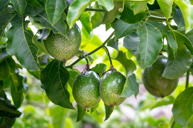 a bunch of green fruit hanging from a tree, passion fruits, thumbnail, moai seedling, highly polished