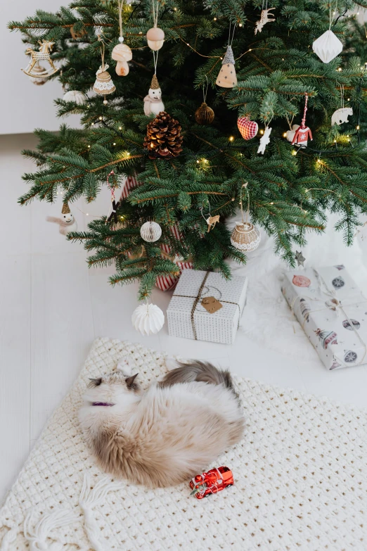 a cat curled up under a christmas tree, by Julia Pishtar, trending on pexels, renaissance, in a white boho style studio, square, do, gif