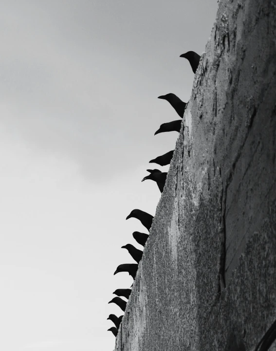 a group of birds sitting on top of a stone wall, inspired by Sergio Larraín, pexels contest winner, surrealism, spikes, black, silo, wall corner