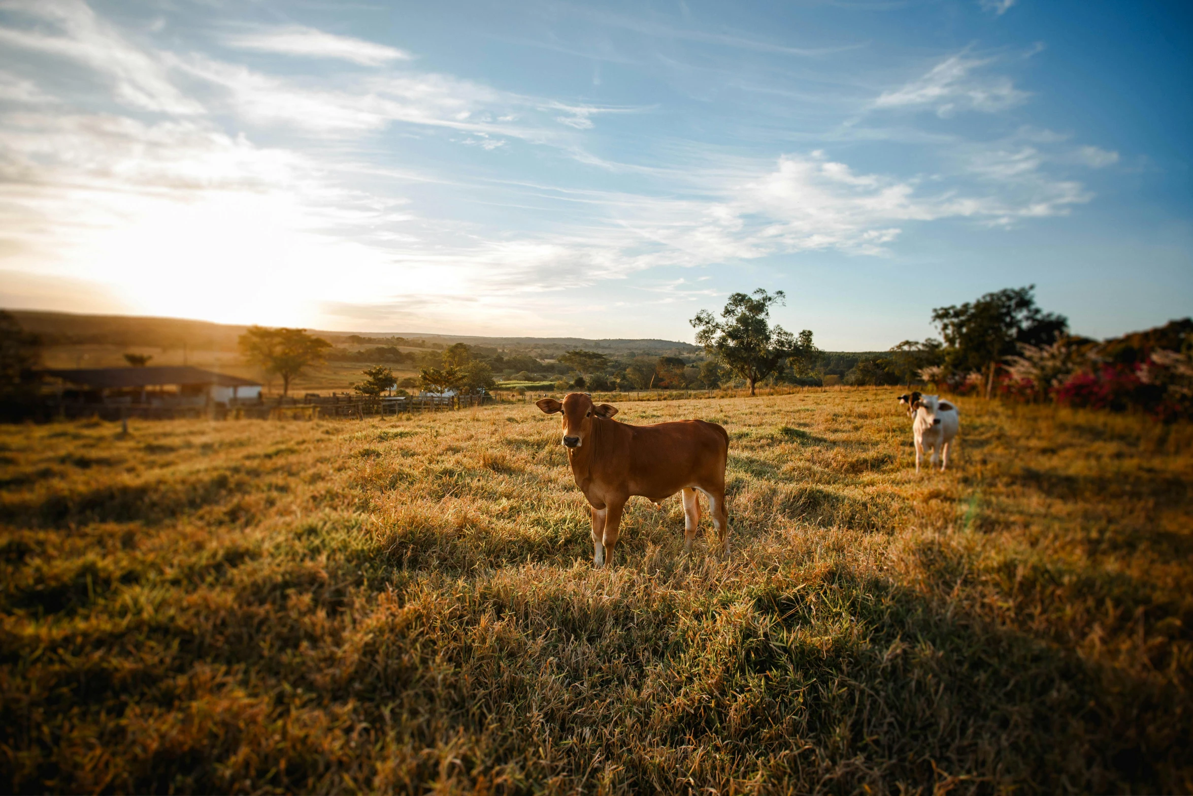 a brown cow standing on top of a grass covered field, in the sunset, lachlan bailey, golden hour photograph, evan lee