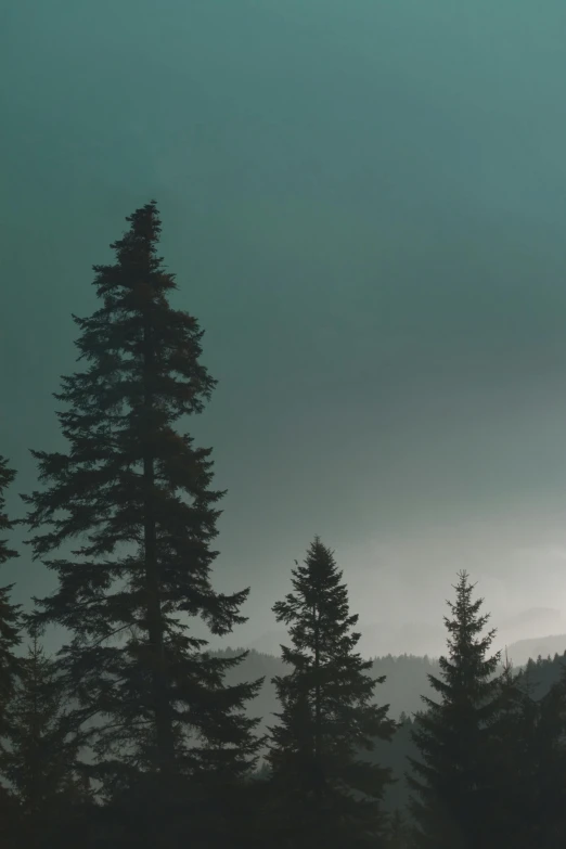 a forest filled with lots of trees under a cloudy sky, an album cover, inspired by Elsa Bleda, ominous! landscape of north bend, dark green, medium - shot, evening storm