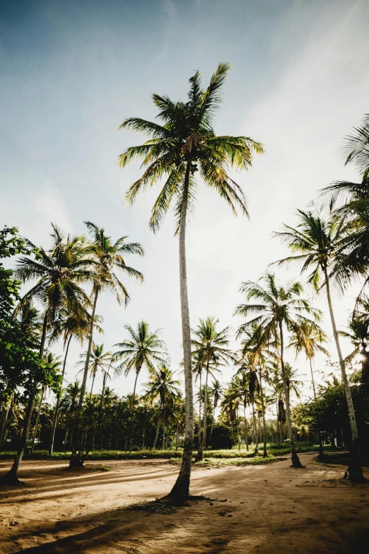 a dirt road surrounded by palm trees on a sunny day, an album cover, unsplash, sumatraism, tall structures, sri lanka, trees. wide view, coconuts