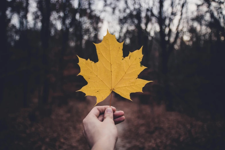 a person holding a yellow leaf in front of a forest, instagram picture, on a gray background, 15081959 21121991 01012000 4k, canadian maple leaves