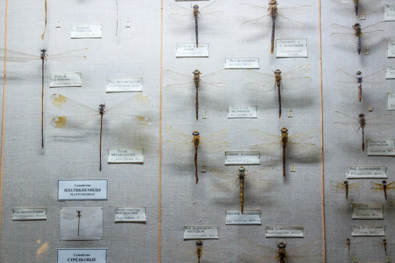 a wall filled with lots of different types of objects, by Ellen Gallagher, unsplash, dragonflies, scientific specimens, in a row, panel