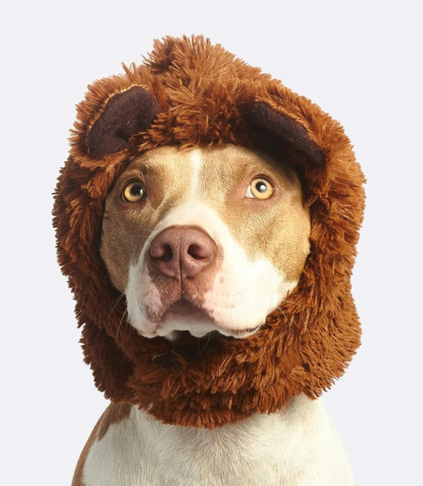 a brown and white dog wearing a brown bear hat, head of a lion, hooded, pitbull, gorilla