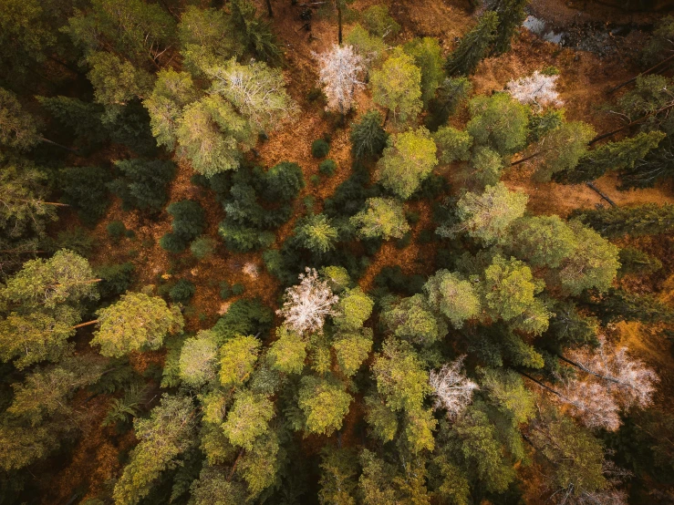 an aerial view of a forest with lots of trees, unsplash contest winner, ((trees))