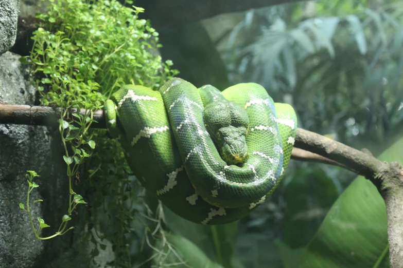 a close up of a snake on a branch, pexels contest winner, vines wrap around the terrarium, skin painted with green, 🦩🪐🐞👩🏻🦳, green and white