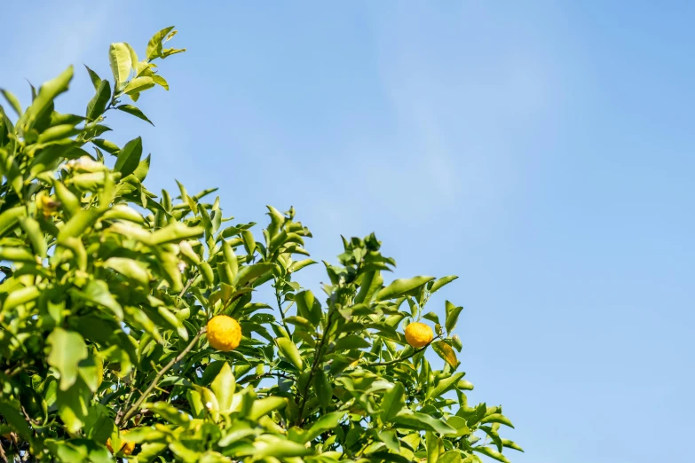 an orange tree with a blue sky in the background, a portrait, unsplash, background image, lemons, high-resolution photo, shot from roofline