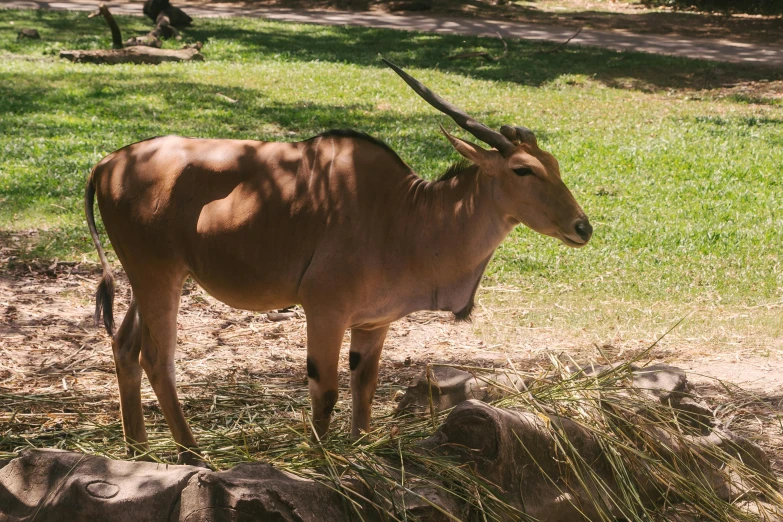 a large brown animal standing on top of a lush green field, zoo, on a hot australian day, realistic photo”