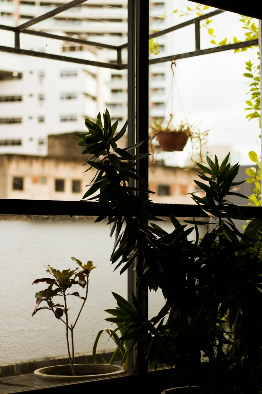 a cat sitting on a window sill next to a potted plant, inspired by Elsa Bleda, unsplash, in sao paulo, marijuana greenery, window in foreground, window ( city )