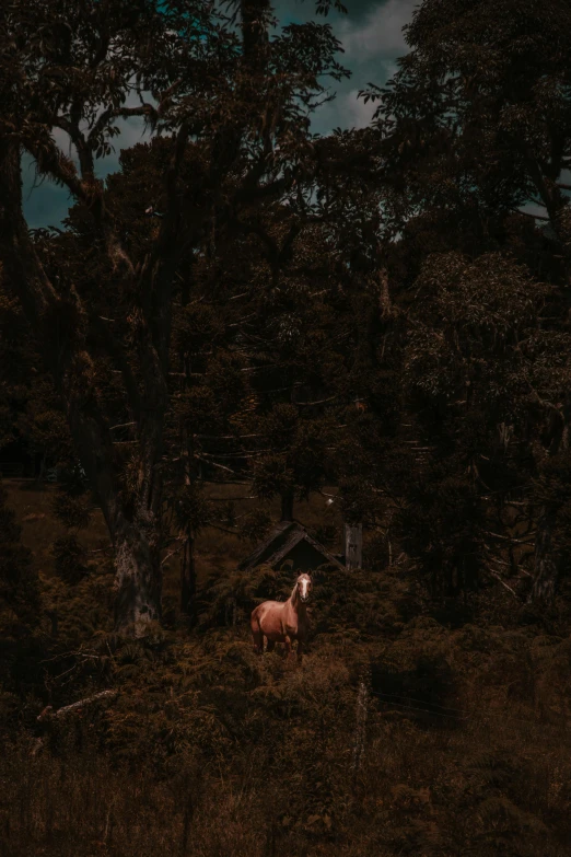 a horse that is standing in the grass, an album cover, inspired by Elsa Bleda, unsplash contest winner, sumatraism, dense lush forest at night, hideen village in the forest, drone photo, trending on vsco