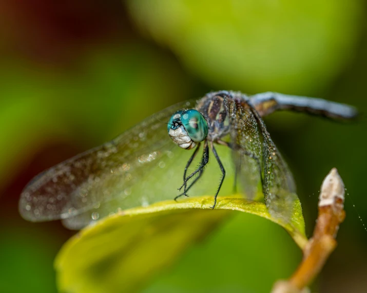 a close up of a dragonfly on a leaf, by Neil Blevins, pexels contest winner, hurufiyya, grey, avatar image, blue, emerald