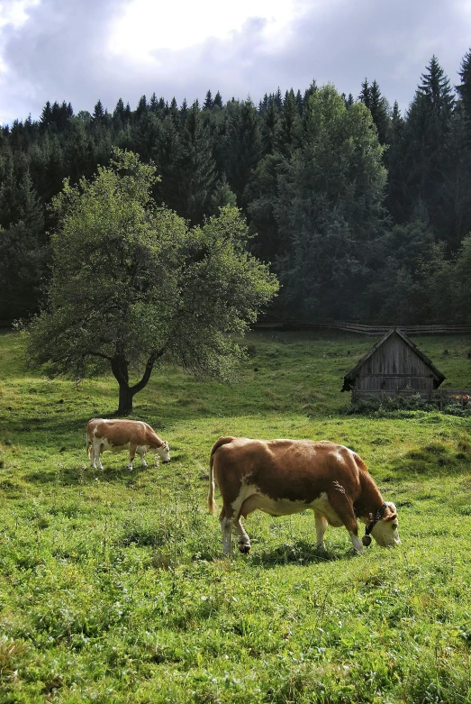a herd of cows grazing on a lush green field, by Franz Hegi, hideen village in the forest, alessio albi, photograph