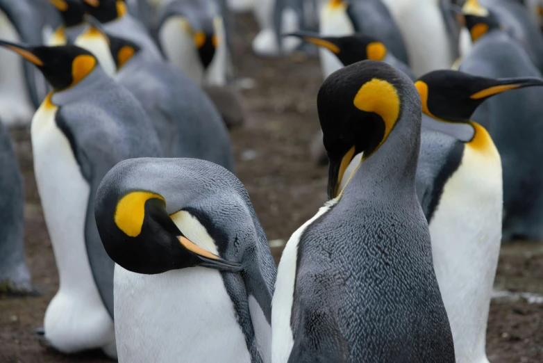 a group of penguins standing next to each other, pexels contest winner, long thick shiny gold beak, thumbnail, full frame image, grey