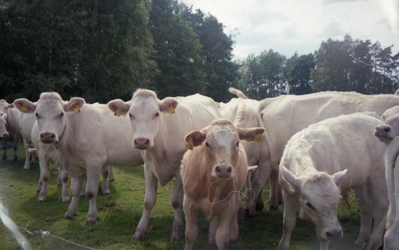 a herd of cows standing on top of a lush green field, extremely pale, aged 2 5, close to the camera, white metal