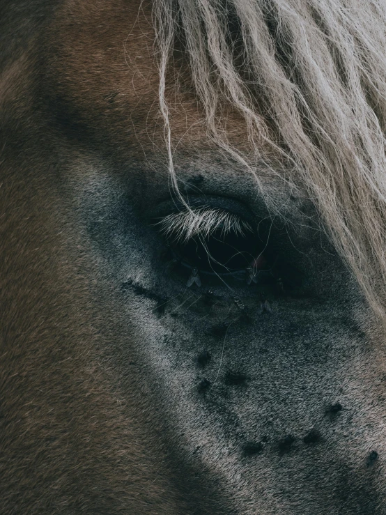 a close up view of a horse's eye, by Adam Marczyński, trending on unsplash, black scars on her face, with a hurt expression, with grey skin, white with black spots