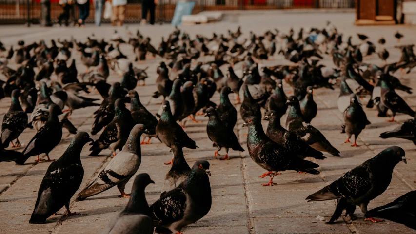 a flock of pigeons standing next to each other, pexels contest winner, renaissance, 🦩🪐🐞👩🏻🦳, people on the ground, youtube thumbnail, brown
