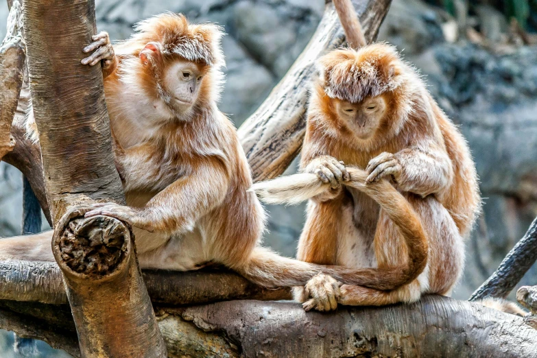 a couple of monkeys sitting on top of a tree branch, pexels contest winner, sumatraism, intricate wrinkles, australian, 🦩🪐🐞👩🏻🦳, doing a sassy pose