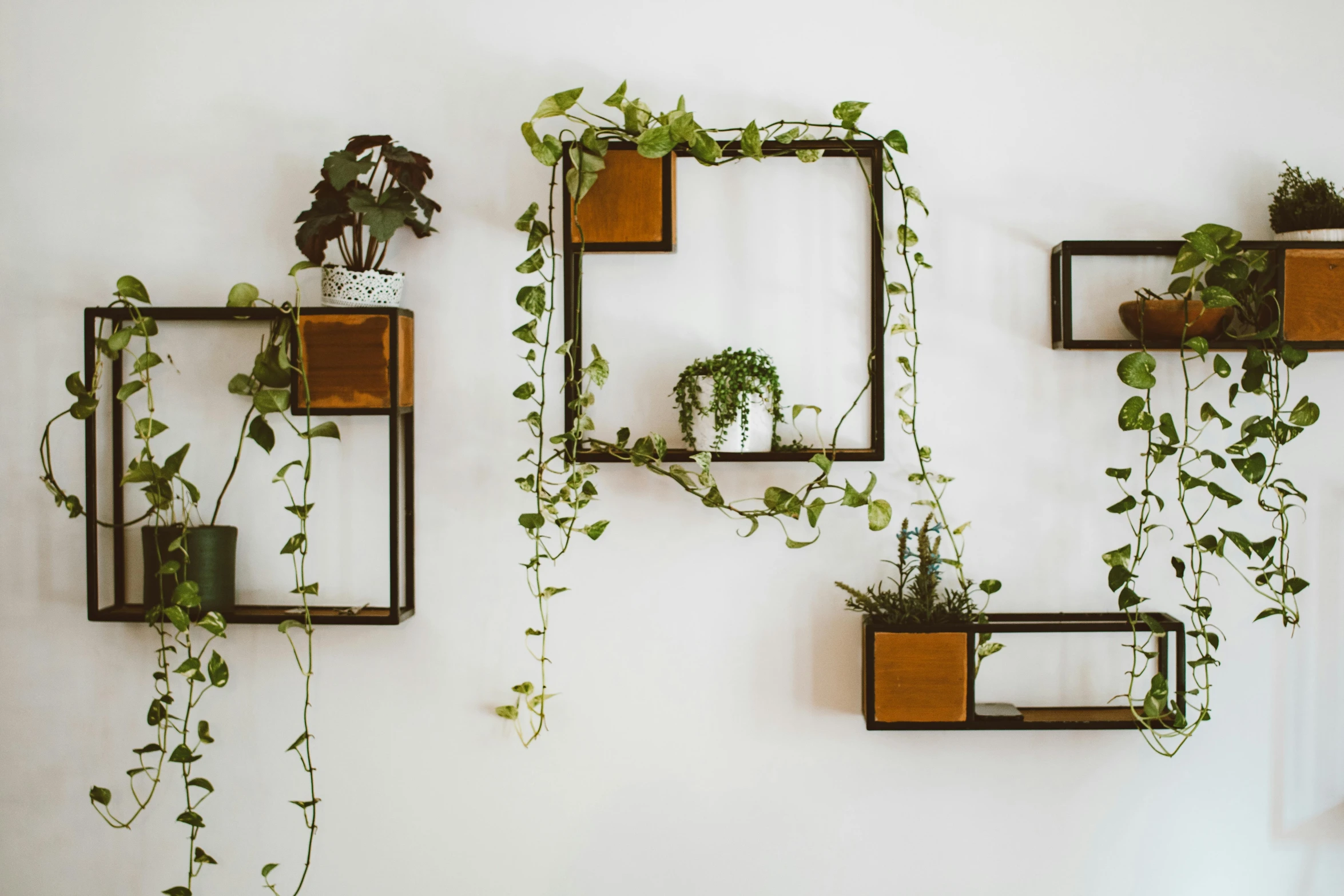 a bunch of plants that are hanging on a wall, unsplash, kinetic art, square pictureframes, “ iron bark, shelves, flowering vines