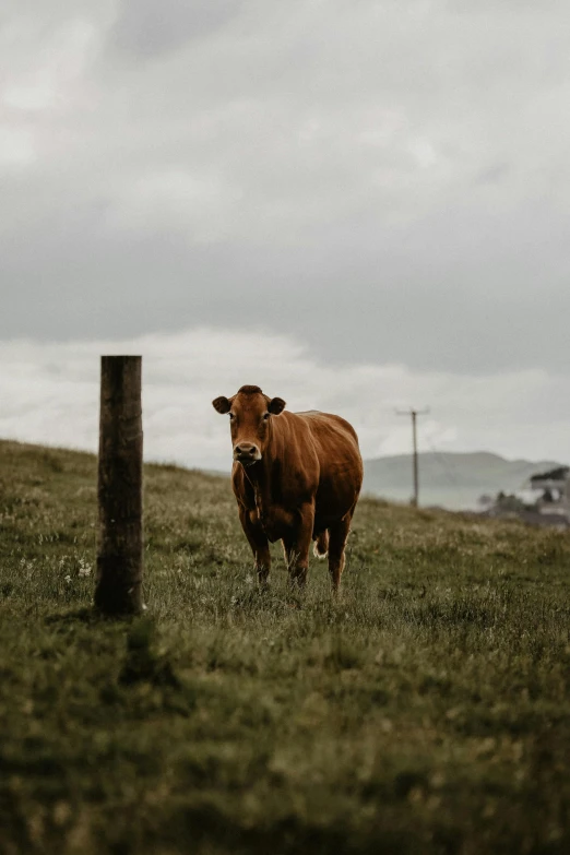 a brown cow standing on top of a lush green field, overcast skies, unsplash photography, multiple stories, new zeeland