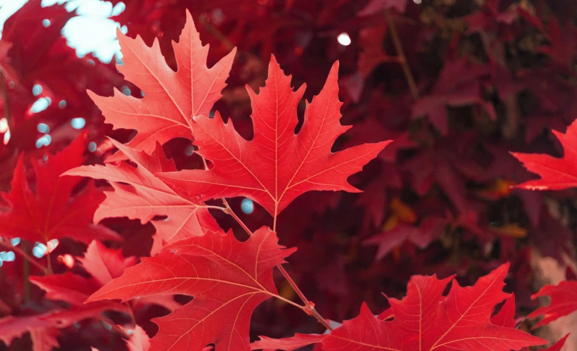 a close up of red leaves on a tree, trending on pexels, maple syrup sea, payne's grey and venetian red, an award winning, autumn colour oak trees