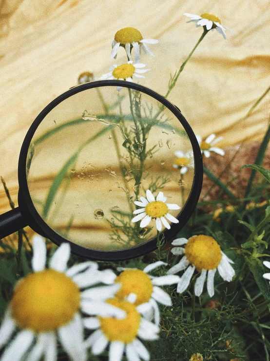 a close up of a bunch of flowers with a magnifying glass, by Adam Marczyński, chamomile, multiple stories, outdoors, featured