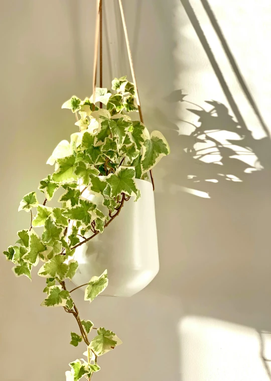 a close up of a plant hanging on a wall, by Kristin Nelson, arabesque, medium gargoyle soft light, ivy, white vase, backlighted