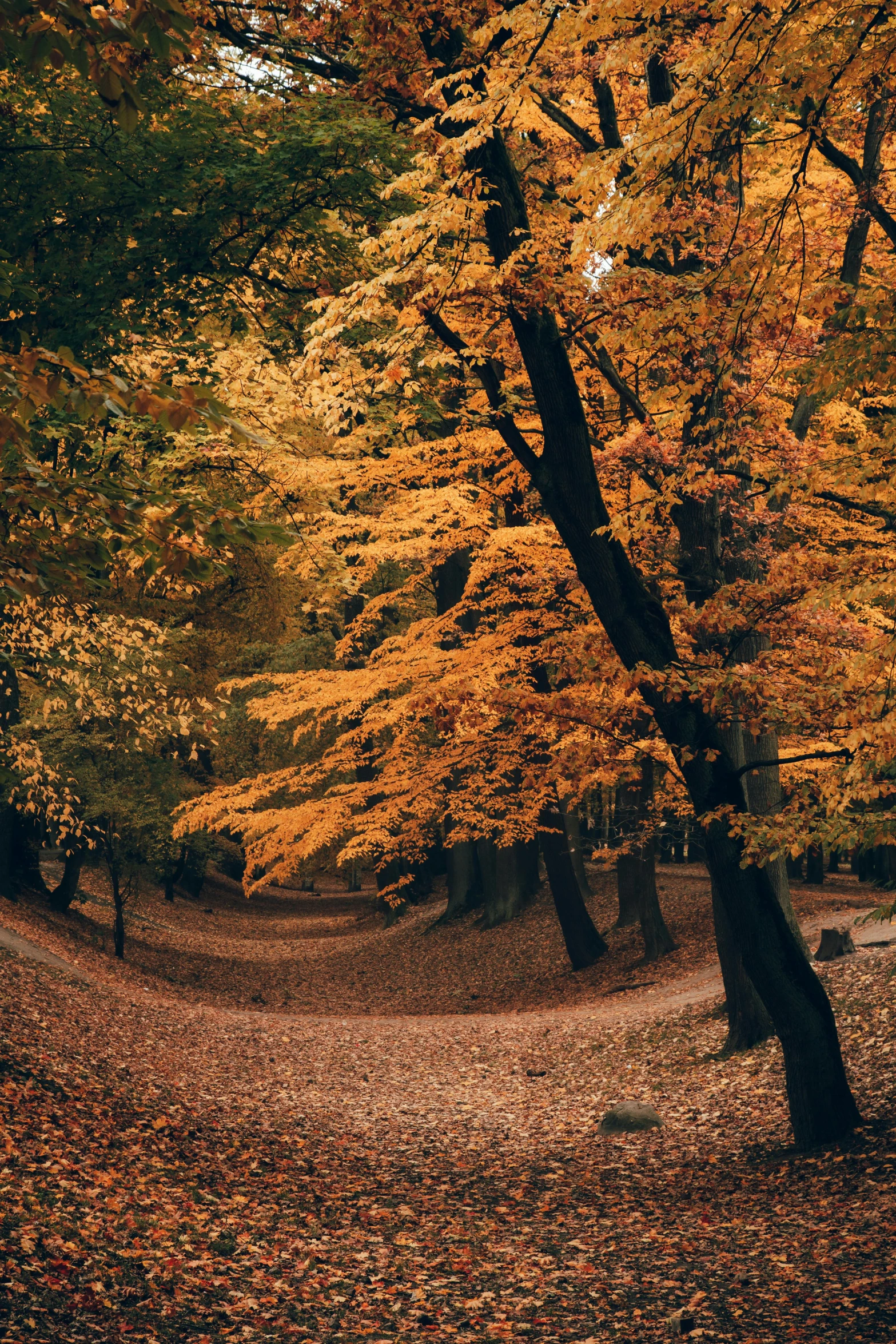 a forest filled with lots of trees covered in yellow leaves, unsplash contest winner, baroque, curving, brown, munich, film color