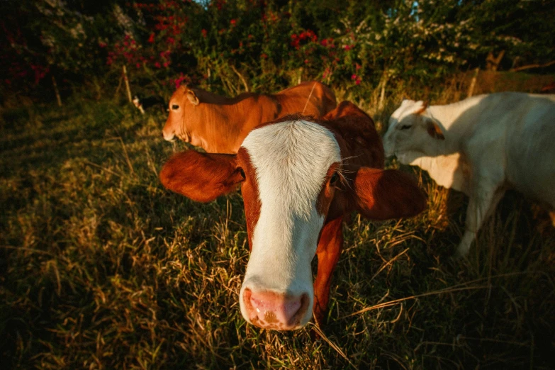 a brown and white cow standing next to a brown and white cow, unsplash, golden hour closeup photo, taken on go pro hero8, three animals, in a open green field