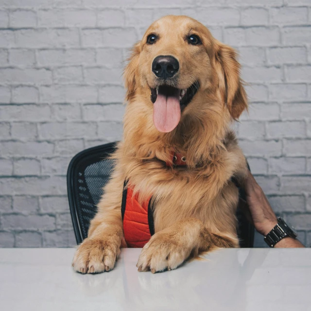 a person sitting at a table with a dog, wearing a vest and a tie, golden retriever, no text, ceo