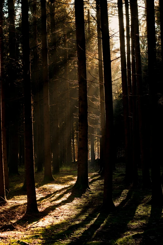 the sun is shining through the trees in the forest, a picture, by Andries Stock, unsplash contest winner, ((trees)), dramatic lighting - n 9, pine wood, irish forest